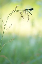 Weidebeekjuffer in vroeg ochtendlicht. van Francis Dost