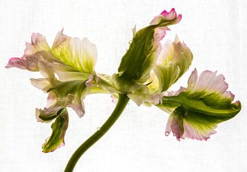 Tulp in volle glorie van Annelies Martinot