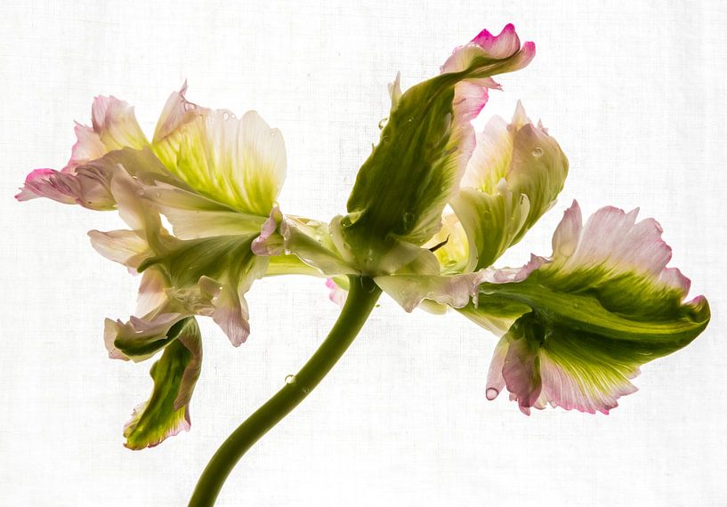 Tulpe in vollem Glanz von Annelies Martinot
