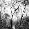 Forêt tropicale dans le brouillard XIV sur Ines van Megen-Thijssen