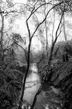 Regenwoud in de mist XIV van Ines van Megen-Thijssen