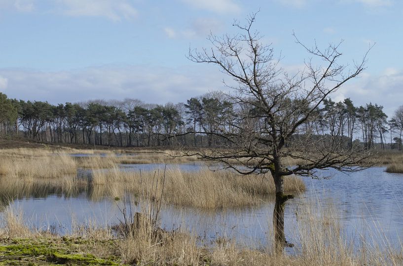 Hatertse Vennen by Jacqueline Janssen