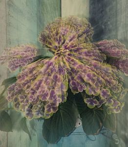 Paarse Hortensia bloem van Tonny Visser-Vink
