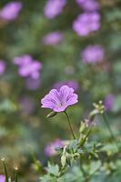 The silent flower
