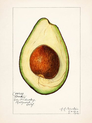 Amanda Almira Newton - Avocado