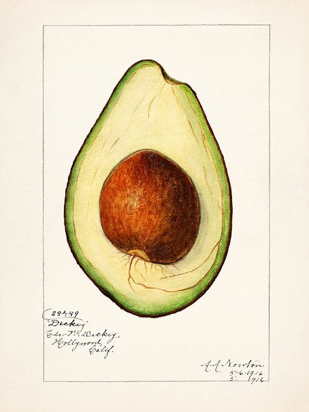 Amanda Almira Newton - Avocado by Old Masters