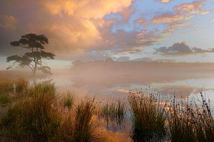 The marsh by John Leeninga