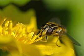 Zitronen-Schiffchenfliege saugt Nektar aus der Blüte von Petra Vastenburg