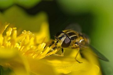 citroenpendelvlieg zuigt nectar uit bloem van Petra Vastenburg