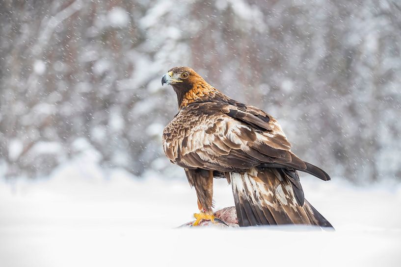 Golden eagle, Aquila chrysaetos. Bird of prey by Gert Hilbink