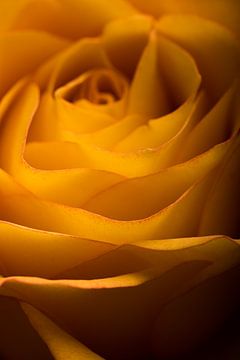 Eine gelb-orangefarbene Rose von Marjolijn van den Berg
