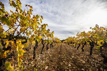Wijngaarden in de Provence in Frankrijk by Rosanne Langenberg