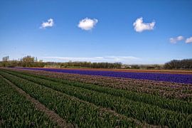 bollenvelden met mooie wolkjes by foto-fantasie foto-fantasie