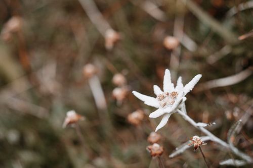 enkele alpine edelweiss in aardse stijl in liggend formaat