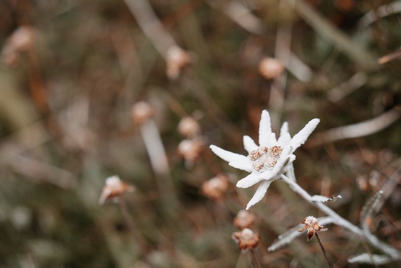 single alpine edelweiss in earthy style in landscape format by Leo Schindzielorz