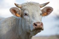 Cow in the Morvan by Ed Dorrestein thumbnail