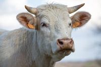 Cow in the Morvan