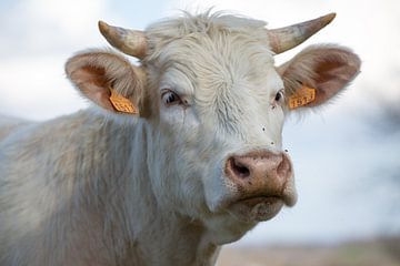 Vache dans le Morvan sur Ed Dorrestein