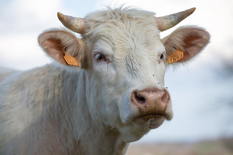 Cow in the Morvan by Ed Dorrestein