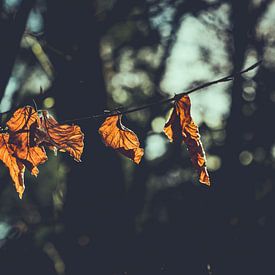 Herbstblätter in der Sonne von Maarten Mooijman