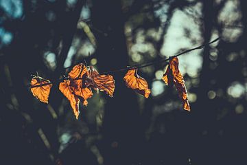 Herbstblätter in der Sonne von Maarten Mooijman
