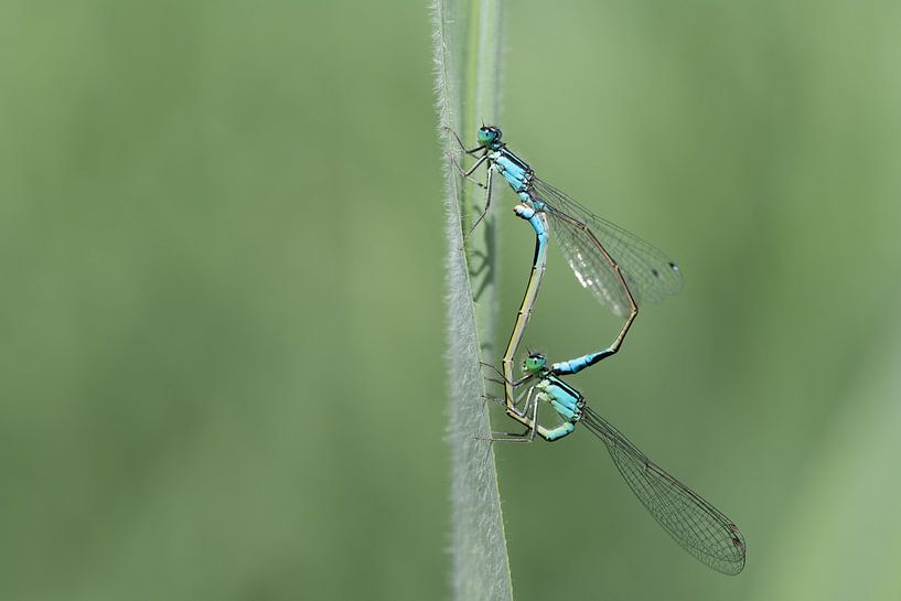 Two dragonflies form a dragonfly wheel by Ulrike Leone