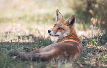 Fox resting in grass - soft background by Jolanda Aalbers