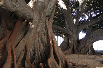 Ficus Elastica van Jan Katuin