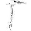 Heron in black and white by Jan van der Knaap