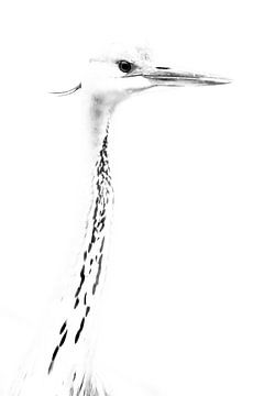 Heron in black and white
