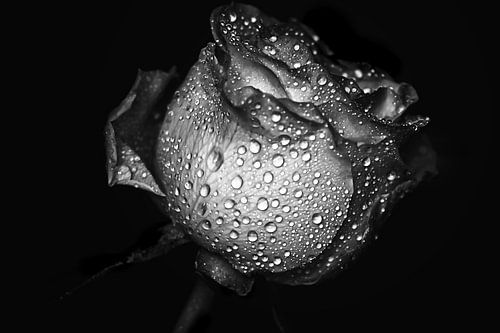 Vintage Rose Sparkling Beauty zwart wit