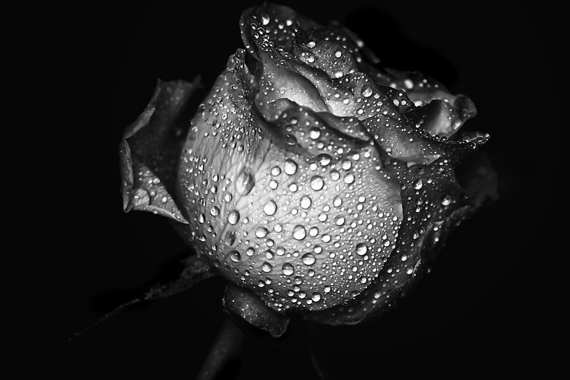 Vintage Rose Sparkling Beauty schwarz weiß von Marlika Art