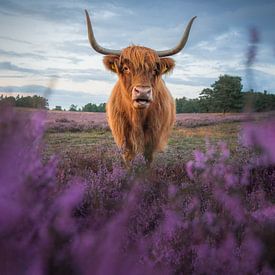 Scottish Highlander on the Heath | Nature Photography | Netherlands by Marijn Alons