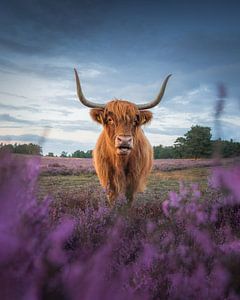 Schottischer Highlander auf der Heide | Naturfotografie | Niederlande von Marijn Alons
