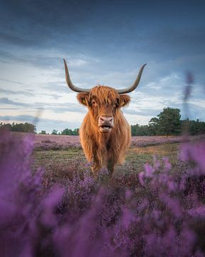 Schotse Hooglander op de Heide | Natuurfotografie | Nederland van Marijn Alons