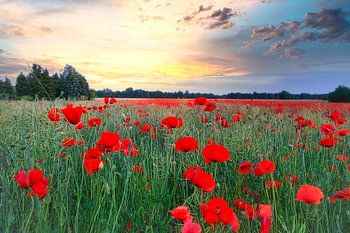 Rotes Mohnblumen Feld