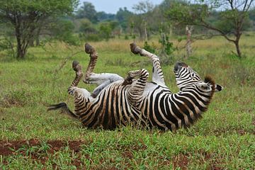 Zebra in South Africa van ManSch