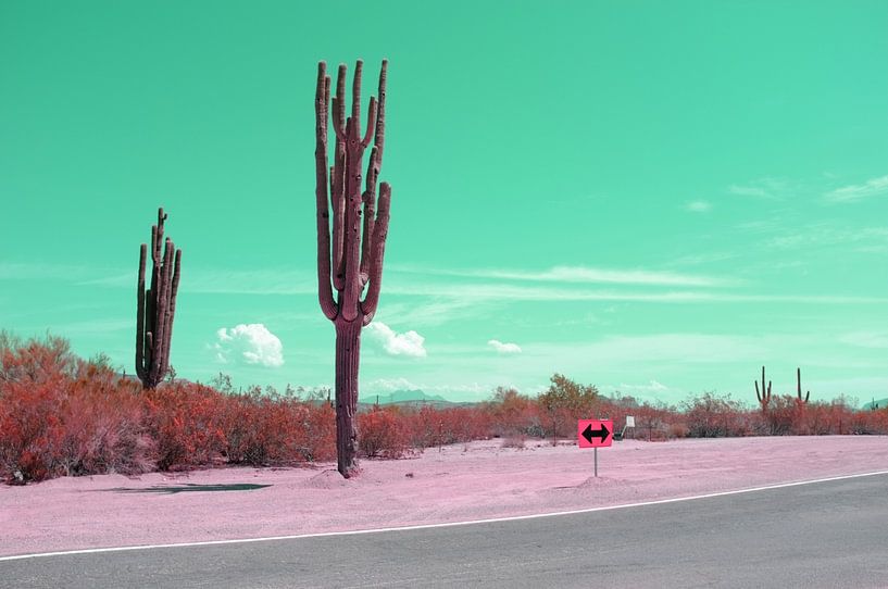 Cactussen van Luci Boreali