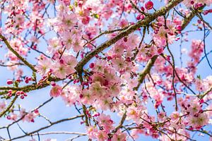 Blüte