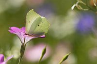 bloeiende Bolderik Agrostemma githago met citroenvlinder