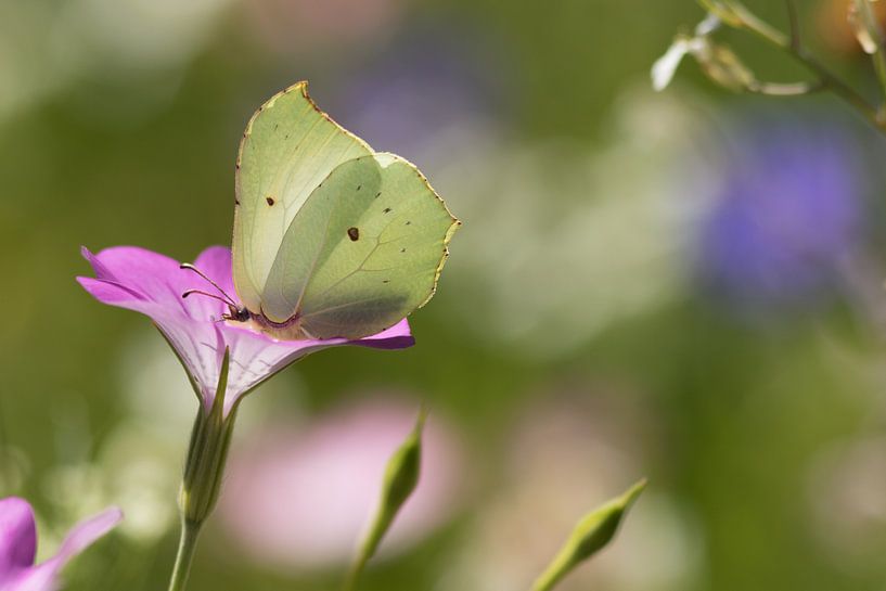 bloeiende Bolderik Agrostemma githago met citroenvlinder by Peter Buijsman