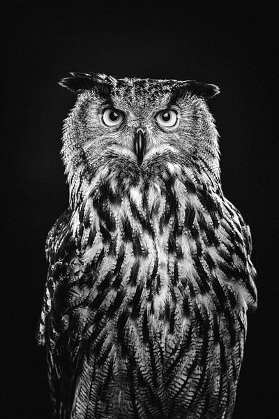 Fine-art portret van een Oehoe (uil) in Zwart wit van Lotte van Alderen