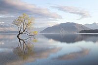 The Wanaka Tree