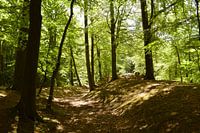 Path through the forest
