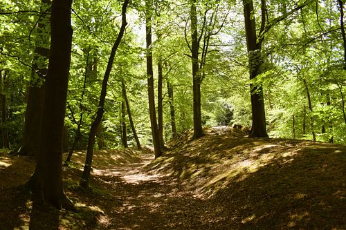 Pad door het bos