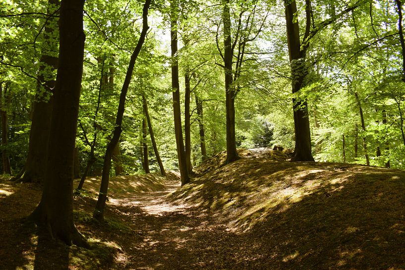 Path through the forest by Winfred van den Bor