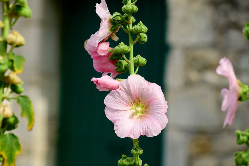 Closeup of a Hollyhock by Youri Mahieu