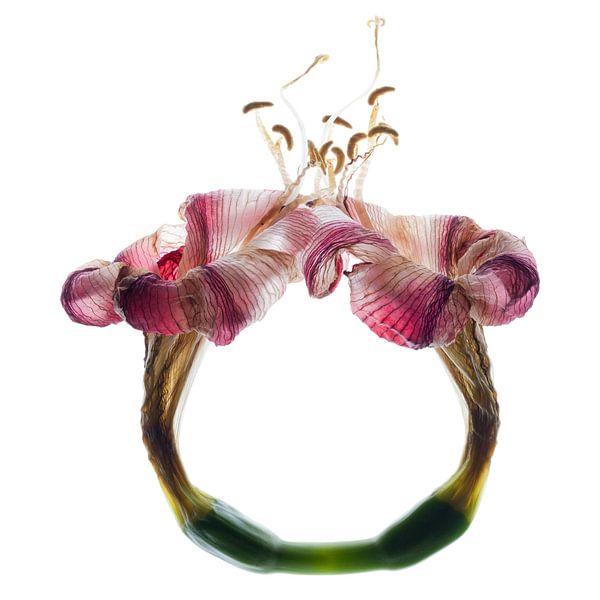 Amaryllis 4 van Henk Leijen