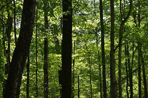 A forest in summer