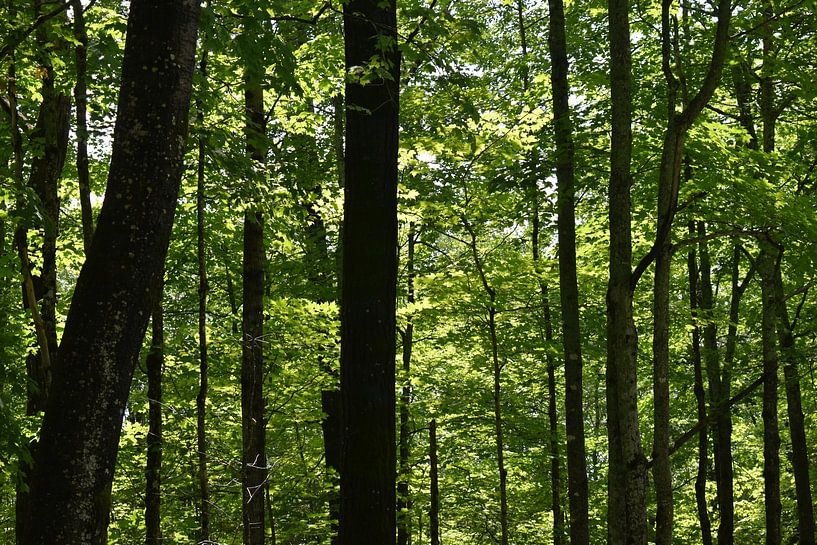 A forest in summer by Claude Laprise
